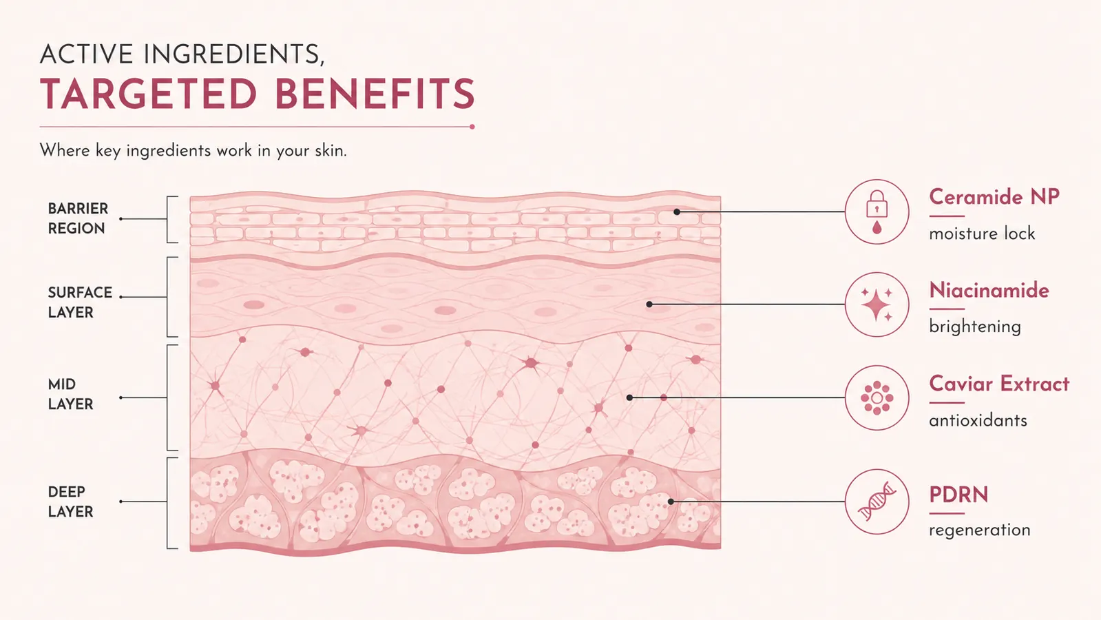 Simple illustrated ingredient breakdown chart showing PDRN, caviar extract, niacinamide, and ceramide as labeled layers in a skin cross-section diagram